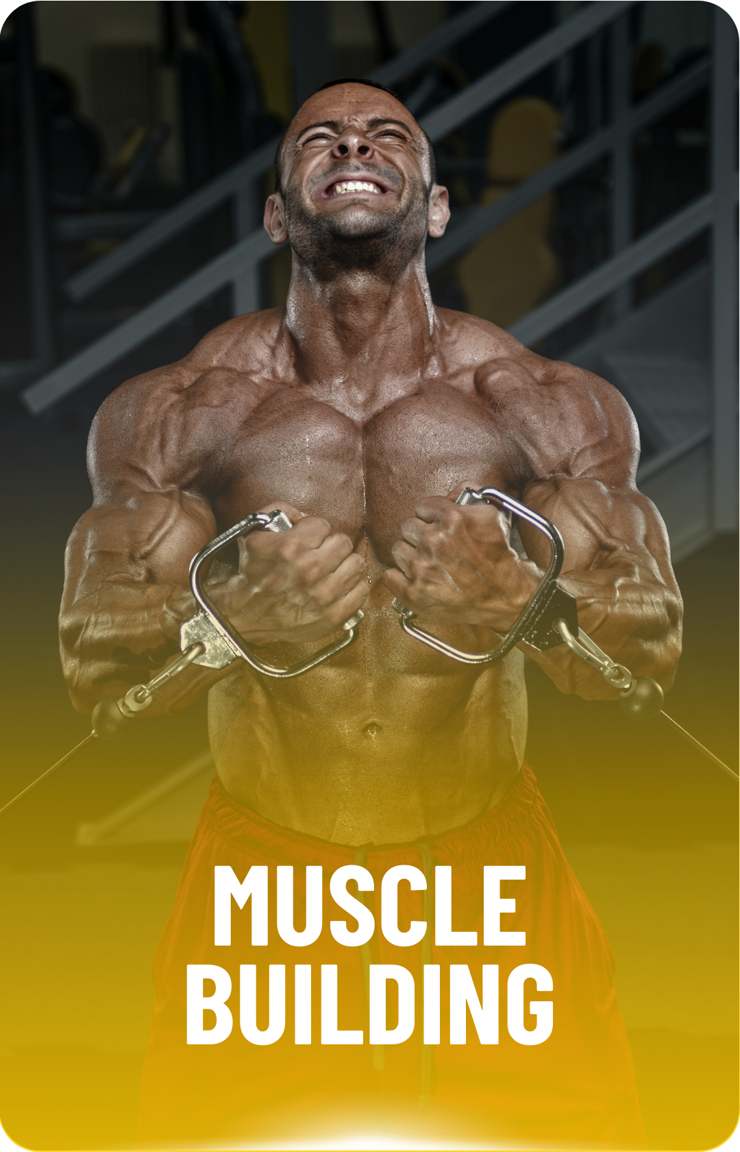 Muscle Building