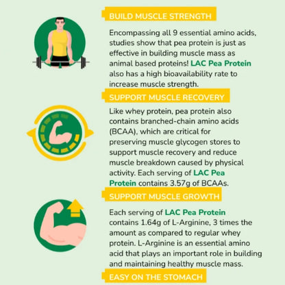 LAC, Pea Protein Matcha, Clean Plant Based Protein for Lean Muslce, Easy Digestion, Vegan Friendly, 32sers - Ultimate Sup Singapore